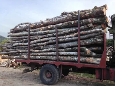 Billons de Bois de Chauffage Acacia (2m) - Camion 50 Stères